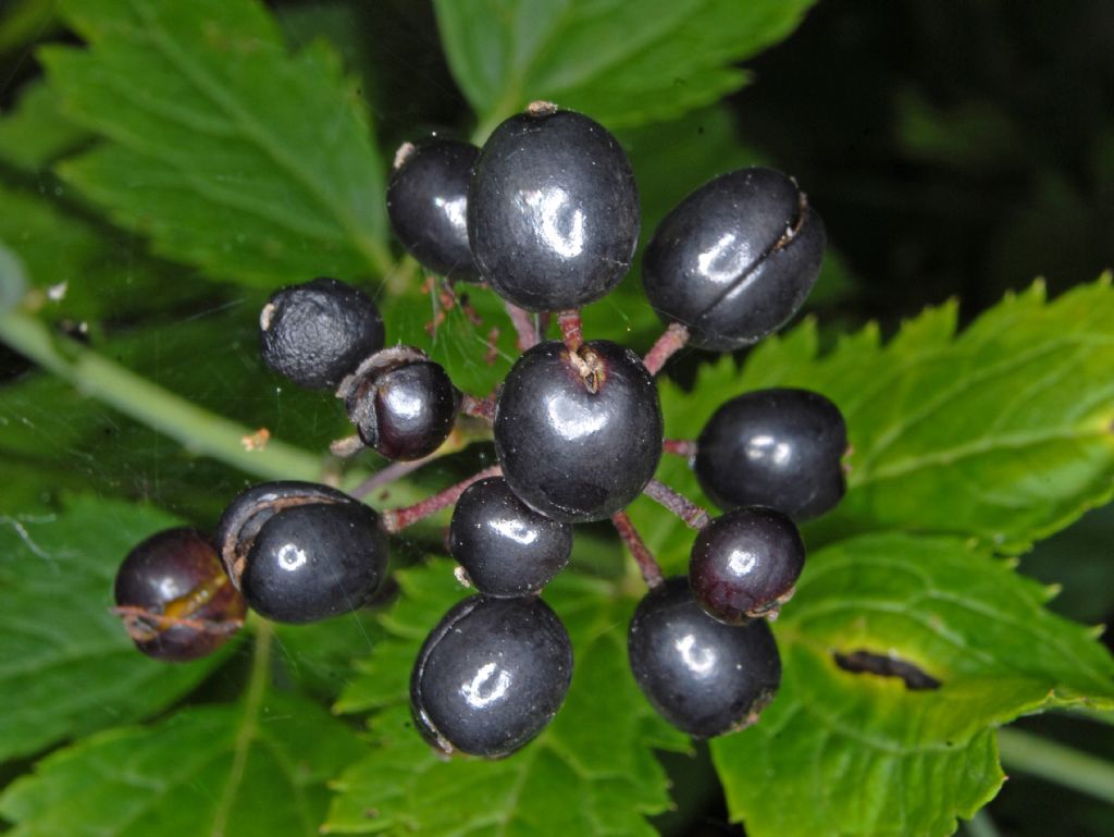 Ancora delle bacche - nere - Actaea spicata